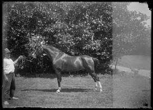 Riding horse and handler. Mrs. Skeel's stable, 7 Gates