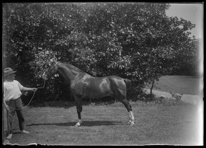 Riding horse and handler