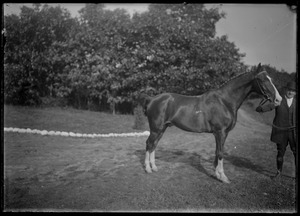 Riding or race horse and handler