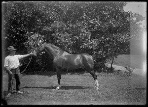 Riding or race horse and handler