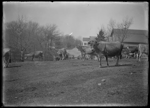 Cows & barn at 7 Gates