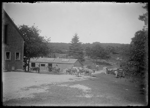 7 Gates barn & cows