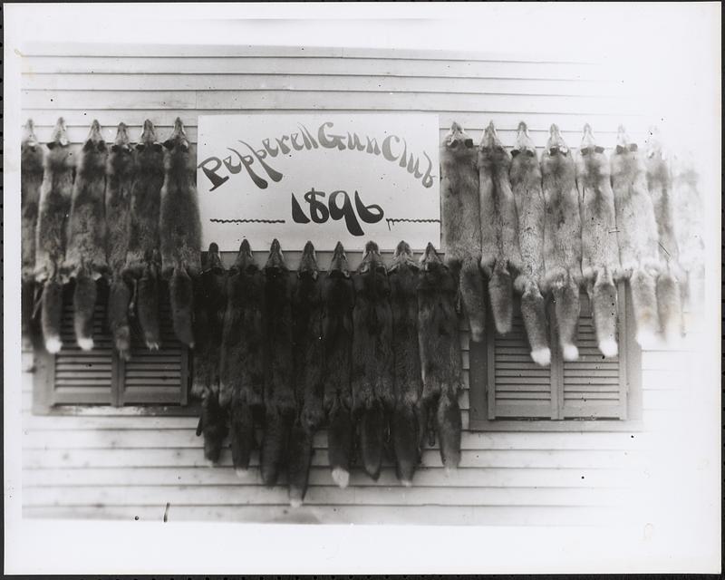 Pepperell Gun Club, 1896, sign, with fox pelts