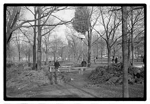Setting up Christmas tree, Boston Common
