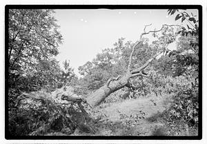 Uprooted tree