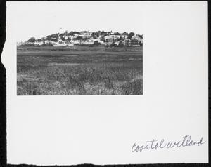 Coastal wetland