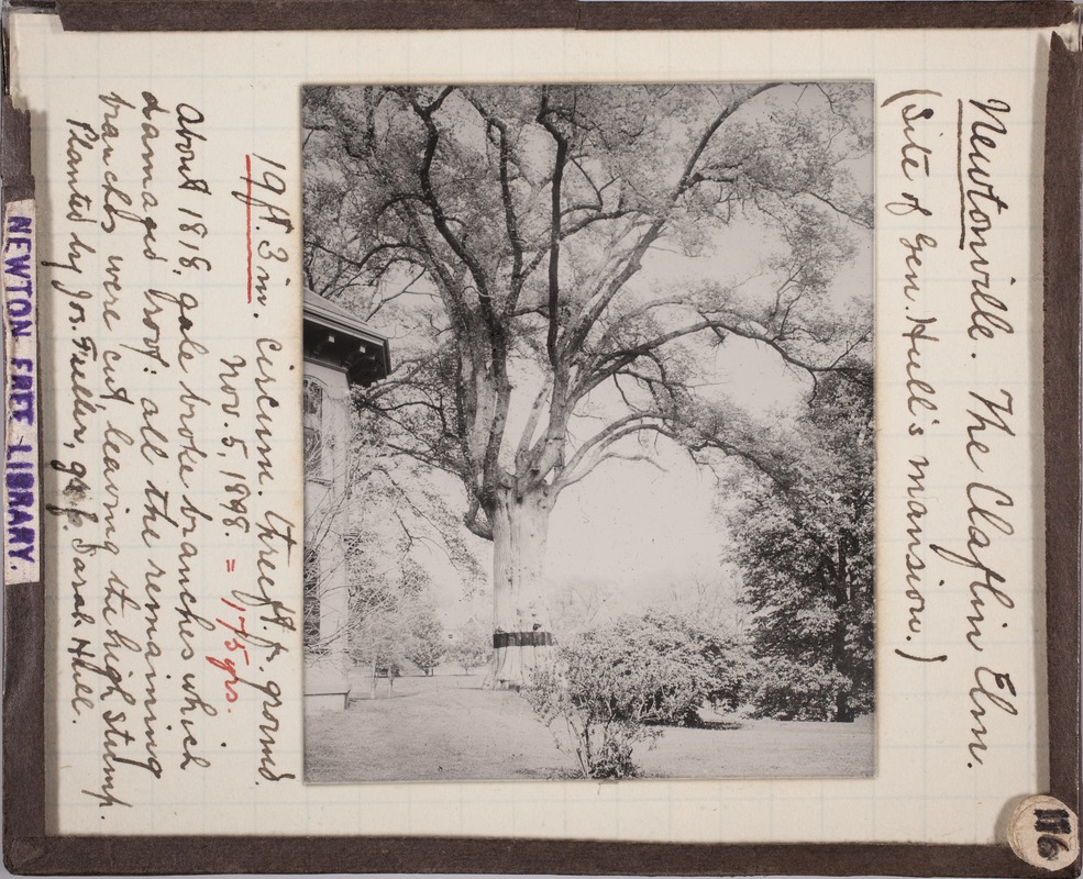 Newton photographs collection, lantern slides - The Claflin Elm (Site of Gen Hull's Mansion), Newtonville -