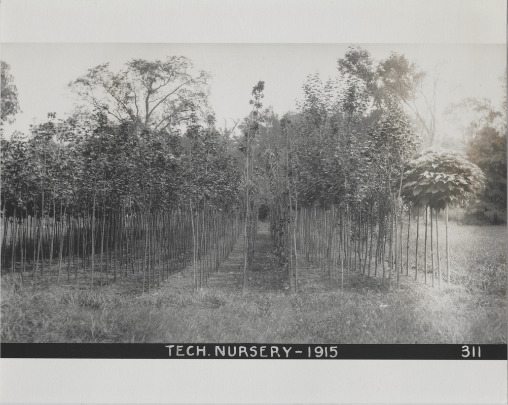 Newton Forestry Department Photographs, 1908-1918 - Tech. Nursery, 1915 -