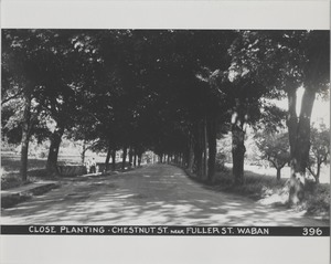 Newton Forestry Department Photographs, 1908-1918 - Close Planting - Chestnut Street Near Fuller Street, Waban -