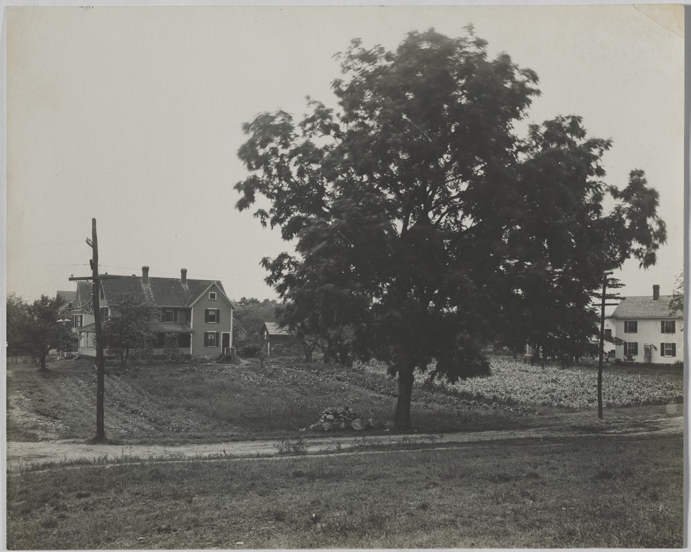 Newton Forestry Department Photographs, 1908-1918 - West Pine Corner Staniford Street -