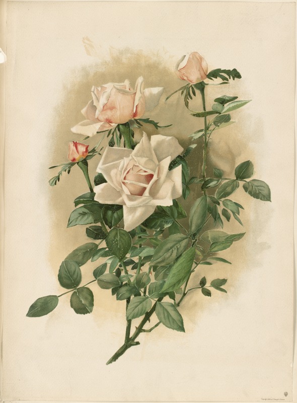 Duchesse de Vallombrosa Roses