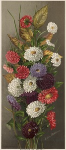 Bouquet of asters