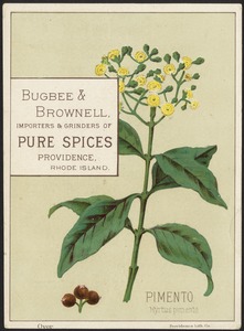 Pimento, Myrtus pimento - Bugbee & Brownell, importers & grinders of pure spices, Providence, Rhode Island