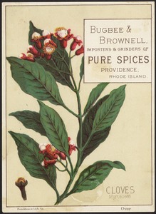 Cloves, Myrtaceae - Bugbee & Brownell, importers & grinders of pure spices, Providence, Rhode Island