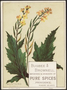 Mustard, Sinapis - Bugbee & Brownell, importers & grinders of pure spices, Providence, Rhode Island