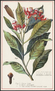 Cloves, Caryophylius aromaticus