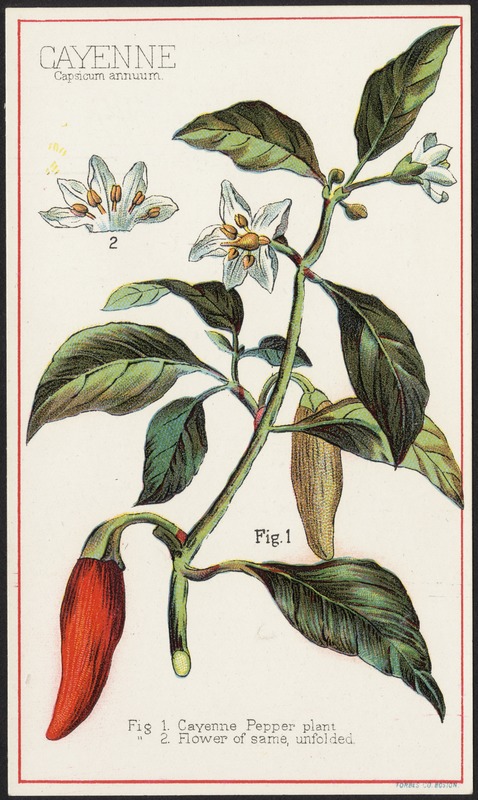 Cayenne Pepper (Capsicum annuum)
