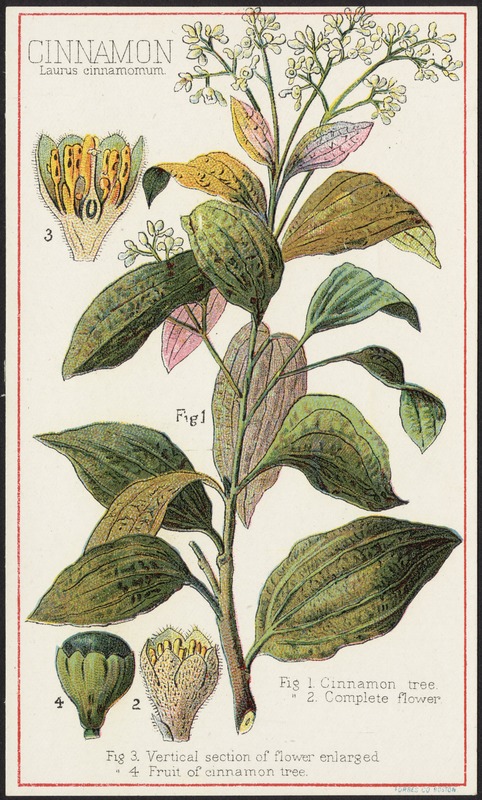 Cinnamon, Laurus cinnamomum