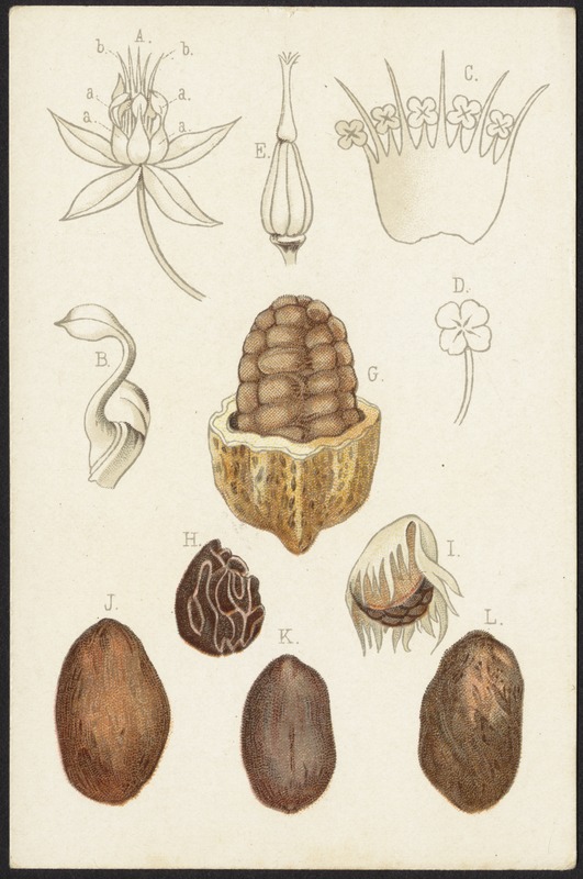 Theobroma Cacao