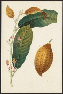 Theobroma Cacao. M, branch showing flowers and leaves. F, Pod containing seeds