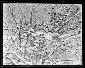 Snow covered tree branches