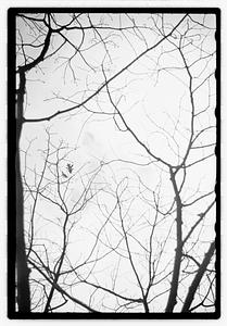 Tree branches without any leaves