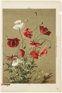 Poppies no. 3