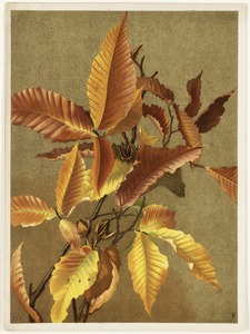 Autumn Leaves no. 3 Beech