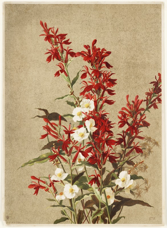 Cardinal flowers