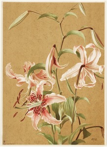 Japan lily