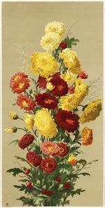 Yellow and red chrysanthemums
