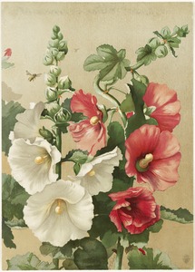 Hollyhocks