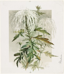 Medusa Chrysanthemum