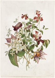 Clematis