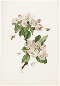 Apple blossoms and bees