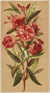 Oleander blossoms