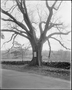 Tree transplanted in 1729, Cohasset, Mass.