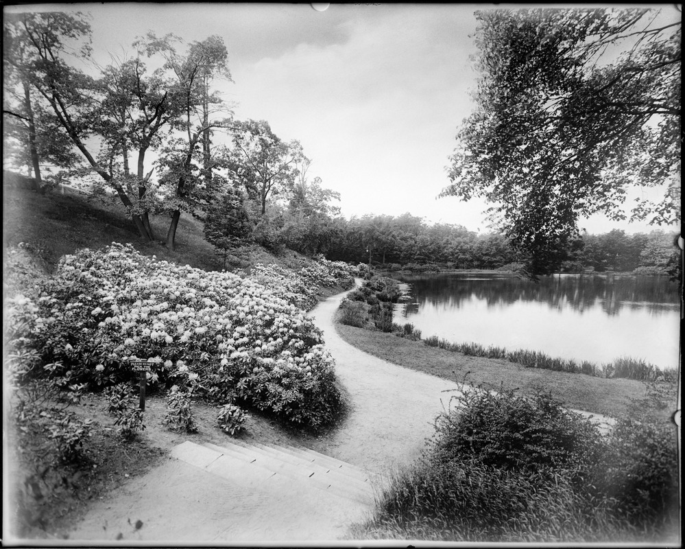 Ward's Pond