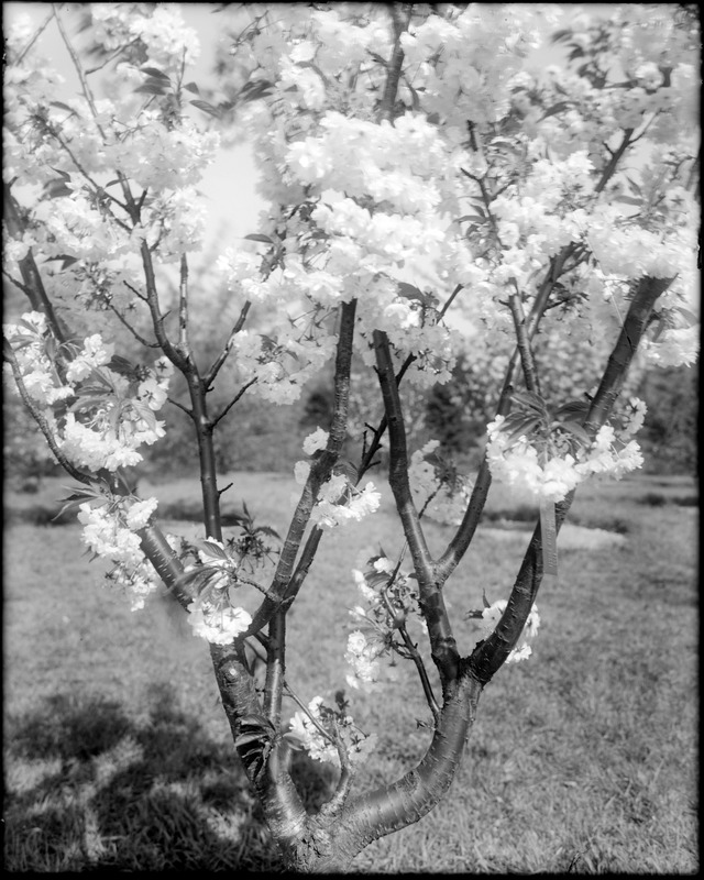 Prunus serrulata Horinji, Japan, middle of the tree