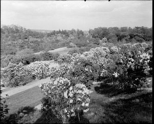 Bird's eye view of the lilacs, Arnold Arboretum