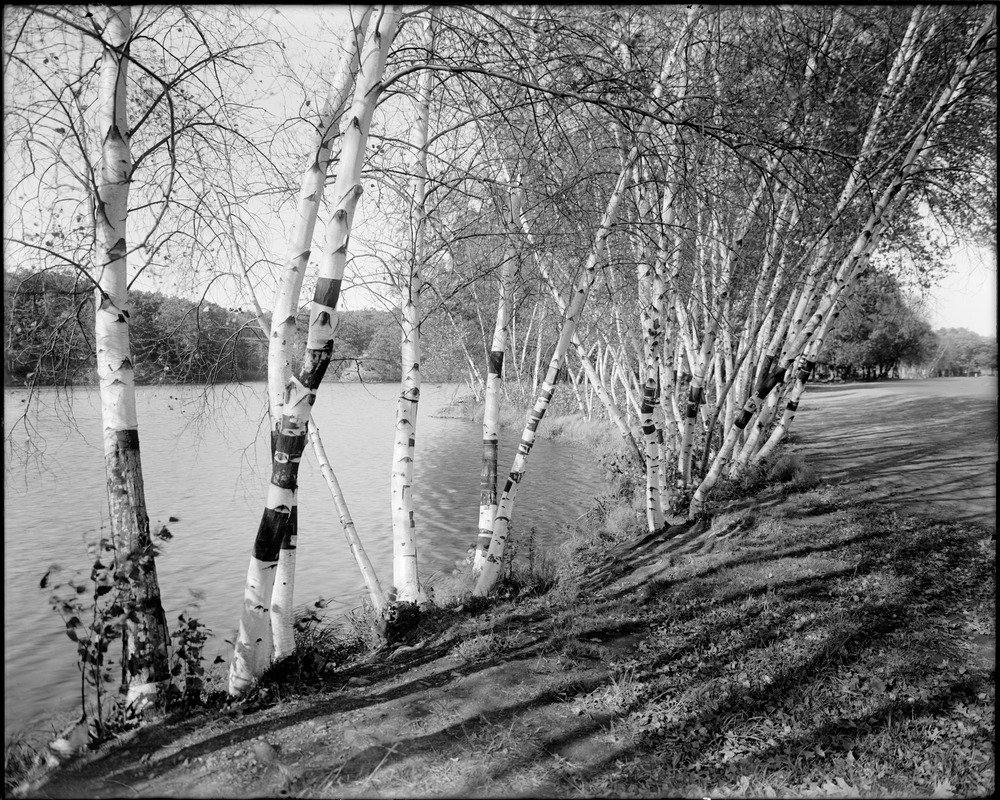 Birch grove, Arnold Arboretum