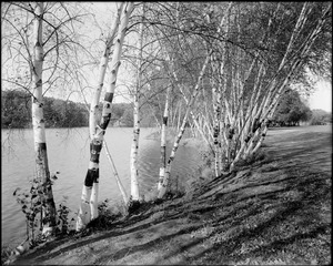 Birch grove, Arnold Arboretum