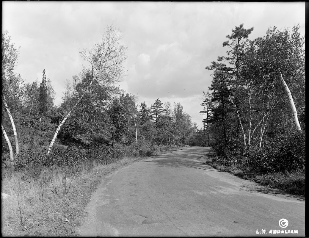 Tree-lined "roadway," Arnold Arboretum