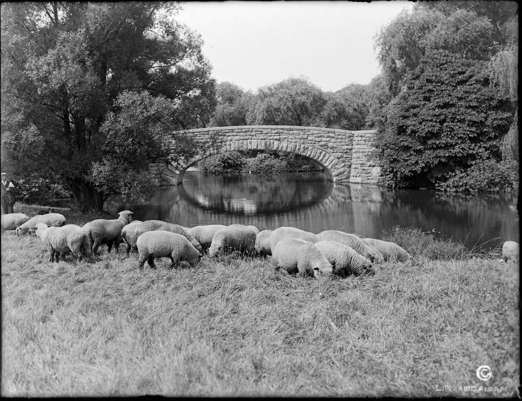 Franklin Park bridge with sheep in foreground