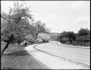 Arboretum roadway, artists painting beneath trees in bloom