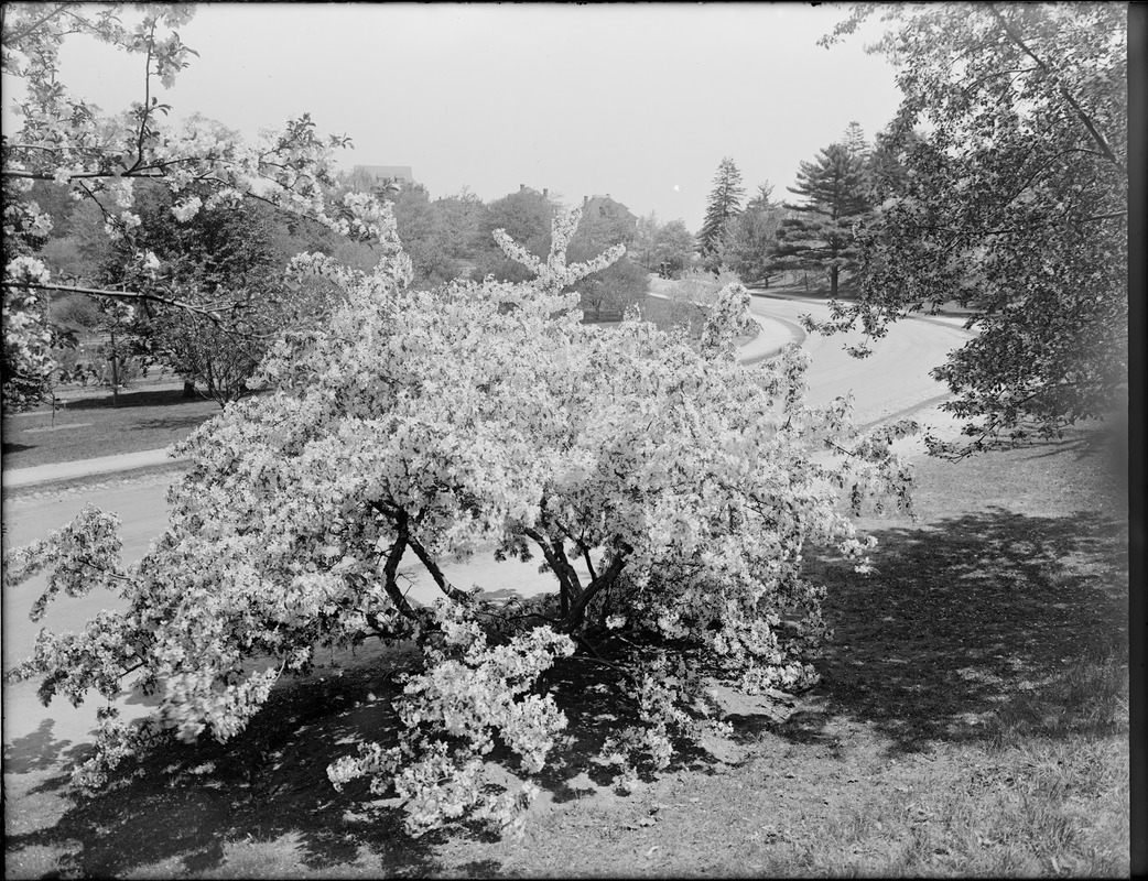 Malus arnoldiana, hybrid origin, Arnold Arboretum near gate