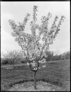 Prunus serrulata Horinji, Japan, whole tree