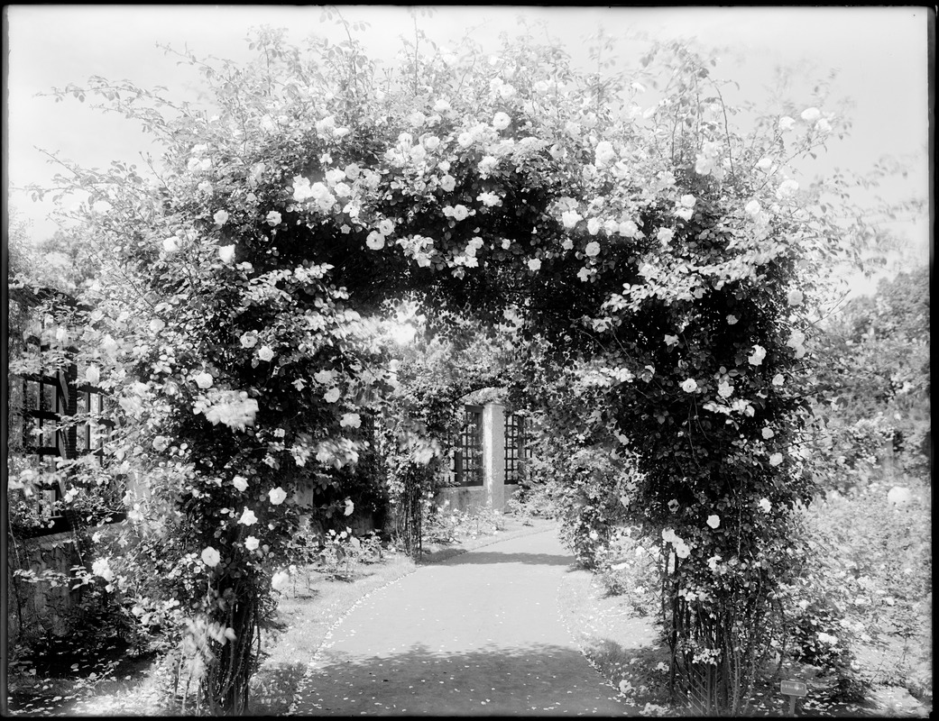 Rose garden at Franklin Park