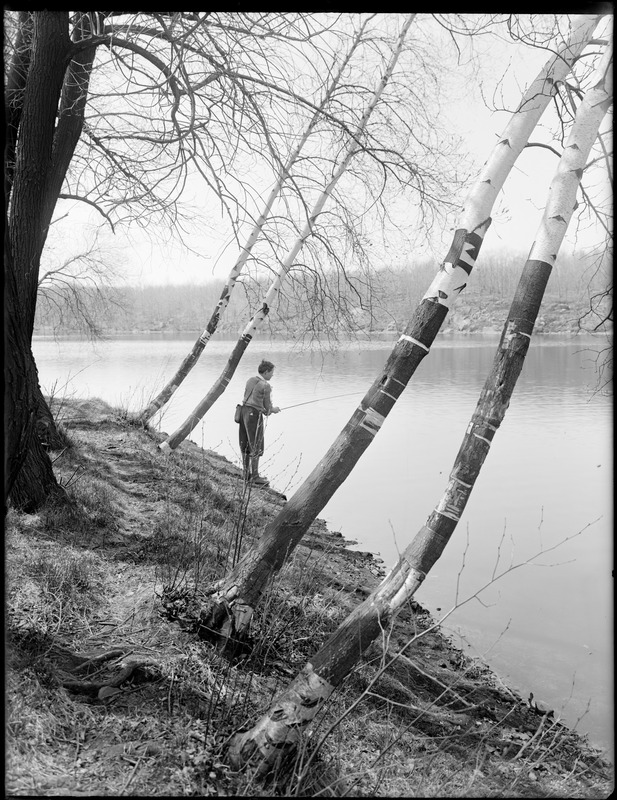 Boy fishing among birch trees at Spot Pond