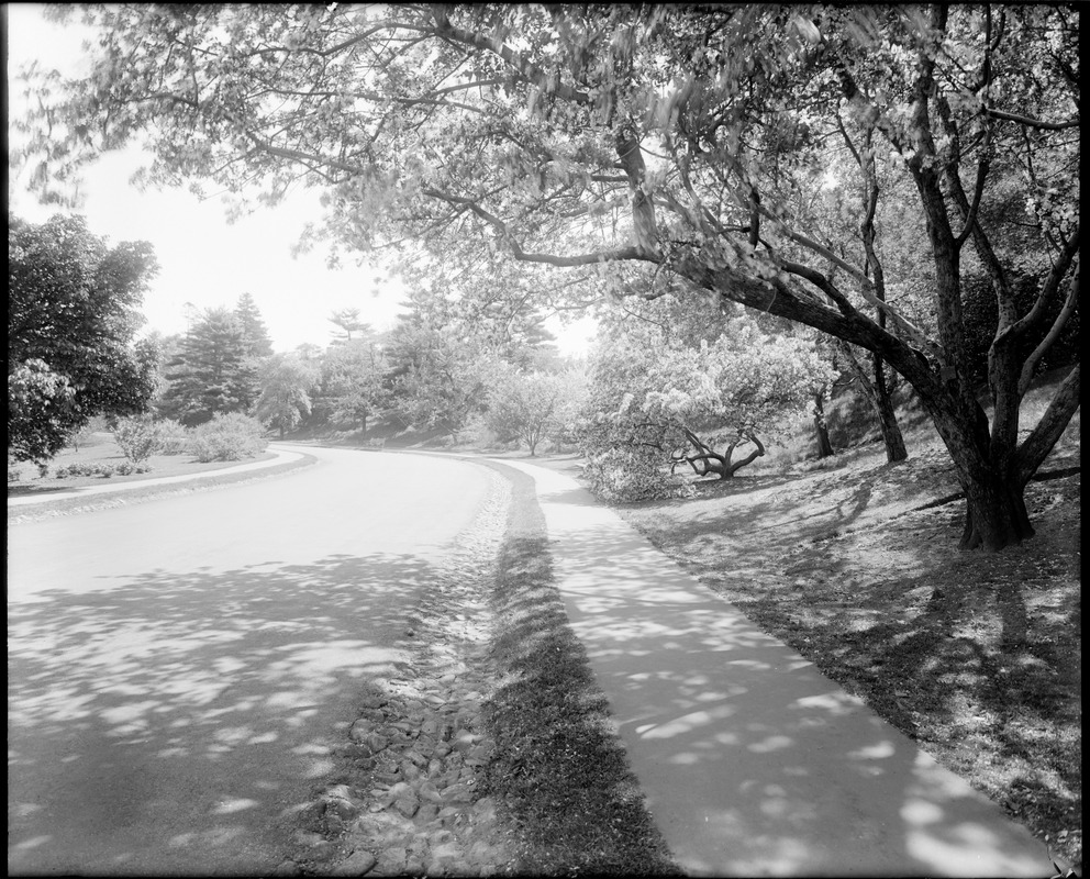 Roadway in the Arnold Arboretum